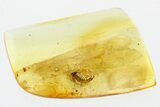 Fossil Stone Centipede (Lithobiidae) In Baltic Amber #307801-1